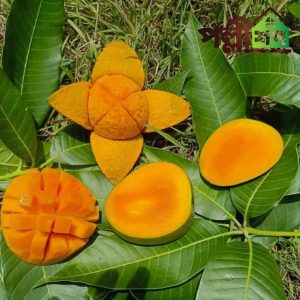১১ কেজি হিমসাগর আম